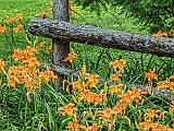 Daylilies & Fence_DSCF06434